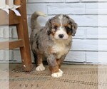 Small Bernedoodle (Miniature)