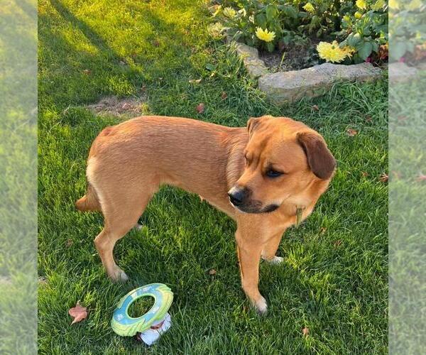 Medium Photo #2 Great Pyrenees-Rottweiler Mix Puppy For Sale in Rootstown, OH, USA