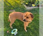 Small #1 Great Pyrenees-Rottweiler Mix