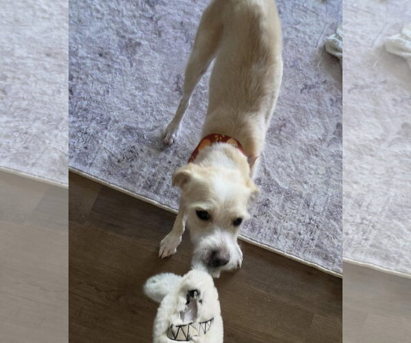 Medium Photo #10 Mutt Puppy For Sale in Corona, CA, USA