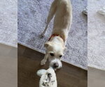 Small #9 Mutt