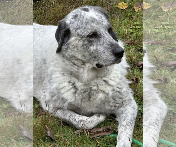 Medium Photo #11 Pyrenees Catahoula Puppy For Sale in Bend, OR, USA