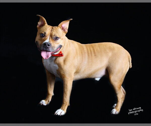 Medium Photo #2 Mutt Puppy For Sale in Westwood, NJ, USA