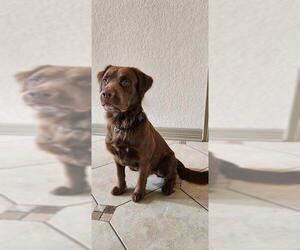 Labrador Retriever-Unknown Mix Dogs for adoption in San Antonio, TX, USA