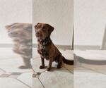 Small Labrador Retriever Mix