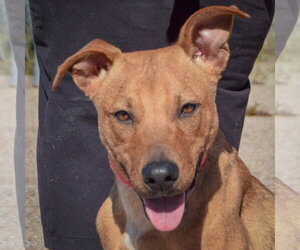 American Staffordshire Terrier-Vizsla Mix Dogs for adoption in Huntley, IL, USA