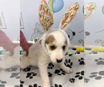 Small #2 Anatolian Shepherd