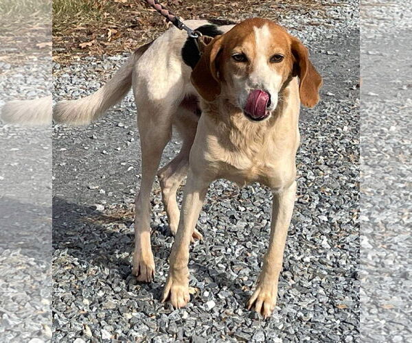 Medium Photo #5 American Foxhound-Unknown Mix Puppy For Sale in Rustburg, VA, USA