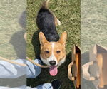 Small Pembroke Welsh Corgi