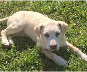 Labrador Retriever Dogs for adoption in MIDWAY, UT, USA