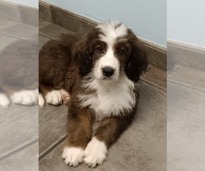 Bernedoodle Puppy for sale in DUNNELLON, FL, USA
