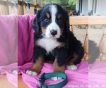 Puppy Puppy 5 Bernese Mountain Dog