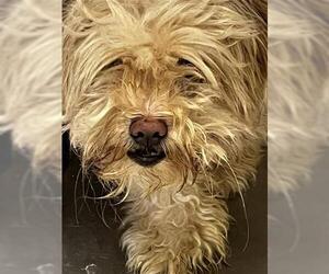 Shih Tzu Dogs for adoption in Houston, TX, USA