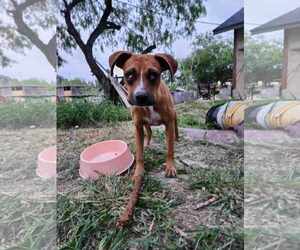 Boxer-Unknown Mix Dogs for adoption in Dumont, NJ, USA