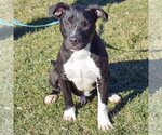 Small Photo #5 American Staffordshire Terrier-Boxer Mix Puppy For Sale in Huntley, IL, USA