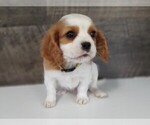 Small Cavalier King Charles Spaniel