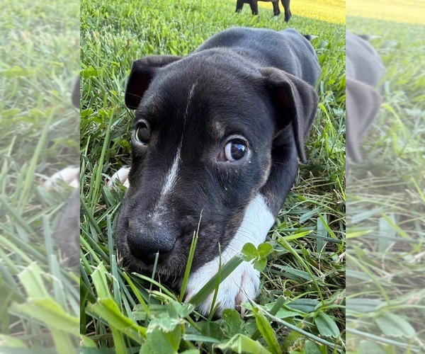 Medium Photo #6 American Staffordshire Terrier-Unknown Mix Puppy For Sale in Holly Springs, NC, USA