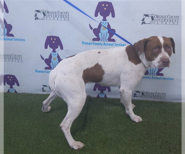 Medium Photo #1 Boxer-Unknown Mix Puppy For Sale in Orlando, FL, USA