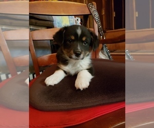 Aussie-Corgi Puppy for sale in BRIGGSDALE, CO, USA