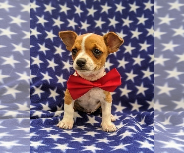 Medium Photo #4 Chihuahua Puppy For Sale in MYERSTOWN, PA, USA
