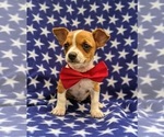 Small Photo #4 Chihuahua Puppy For Sale in MYERSTOWN, PA, USA