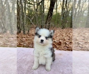 Pomsky Puppy for Sale in DRACUT, Massachusetts USA