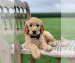 Small Photo #3 Irish Doodle Puppy For Sale in WOOSTER, OH, USA