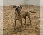 Small #2 Mountain Cur Mix