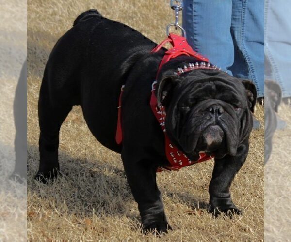 Medium Photo #14 Bulldog Puppy For Sale in STEPHENVILLE, TX, USA