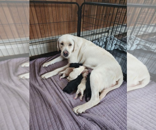Medium Photo #1 Labrador Retriever Puppy For Sale in CARTHAGE, ME, USA