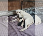 Small Photo #1 Labrador Retriever Puppy For Sale in CARTHAGE, ME, USA