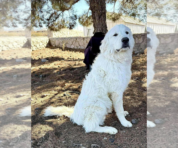 Medium Photo #1 Great Pyrenees Puppy For Sale in Dana Point, CA, USA