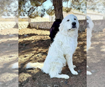 Small Great Pyrenees