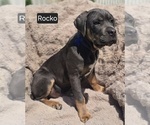 Image preview for Ad Listing. Nickname: Rocko