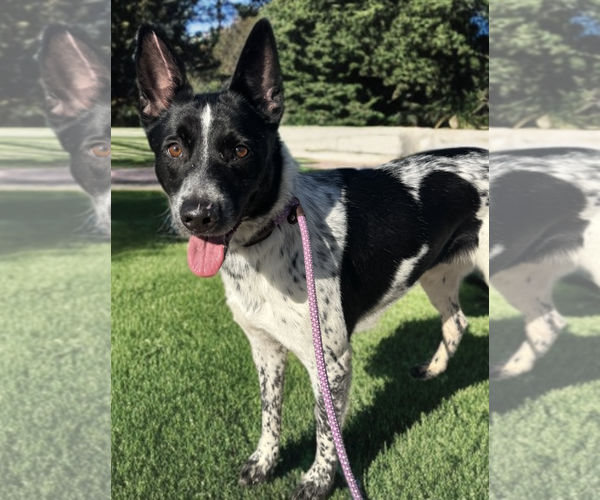 Medium Photo #4 Mutt Puppy For Sale in Newport Beach, CA, USA