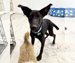 Small #12 German Shepherd Dog Mix