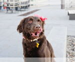 Small #3 Australian Shepherd Mix