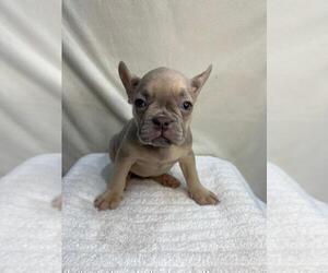 French Bulldog Puppy for sale in CHARLESTON, SC, USA