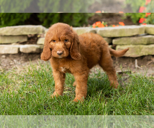 Goldendoodle-Poodle (Standard) Mix Puppy for sale in NAPPANEE, IN, USA