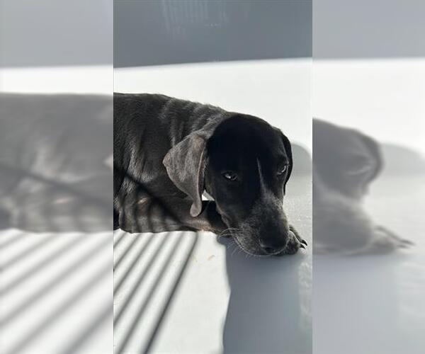 Medium Photo #1 Labrador Retriever Puppy For Sale in Houston, TX, USA