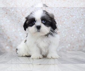 Shih Tzu Puppy for sale in MARIETTA, GA, USA