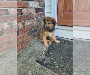 English Shepherd Puppy for sale in SCHUYLERVILLE, NY, USA