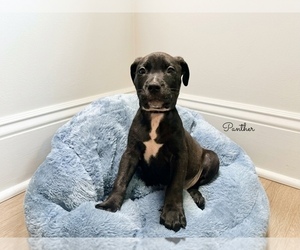 American Pit Bull Terrier Puppy for sale in RICHMOND, CA, USA