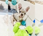 Image preview for Ad Listing. Nickname: Pebbles