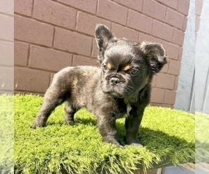 French Bulldog Puppy for sale in TAMPA, FL, USA