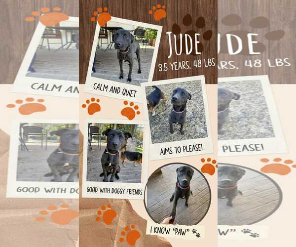 Medium Photo #3 Labrador Retriever-Unknown Mix Puppy For Sale in Woodbury, NY, USA