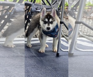 Siberian Husky Puppy for sale in FORT PLAIN, NY, USA