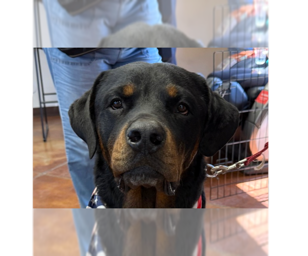 Medium Photo #14 Rottweiler Puppy For Sale in Gilbert, AZ, USA
