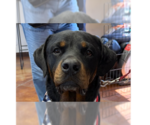 Small #13 Rottweiler