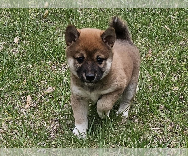 Medium Photo #8 Shiba Inu Puppy For Sale in CLARK, MO, USA